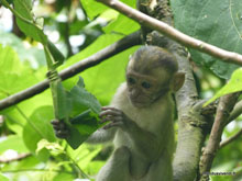 Macaques Crabiers - Malaisie